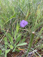 Calochortus uniflorus