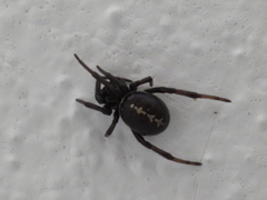 Steatoda paykulliana