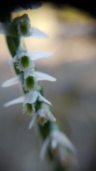 Spiranthes spiralis