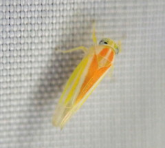 Alebra albostriella