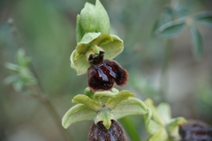 Ophrys sphegodes
