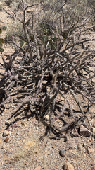 Cylindropuntia thurberi versicolor