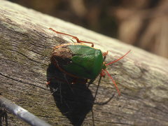 Edessa rufomarginata