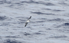 Pterodroma sandwichensis