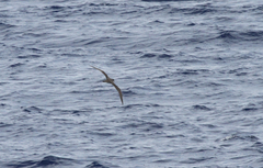 Pterodroma sandwichensis