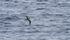 Pterodroma sandwichensis