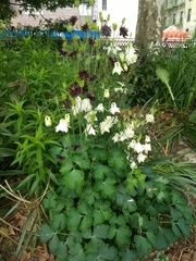 Aquilegia