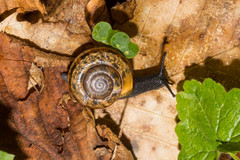Campylaea illyrica