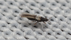 Panchaetothripidae