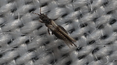 Panchaetothripidae
