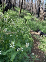 Astragalus agnicidus