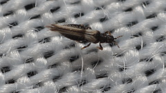 Panchaetothripidae