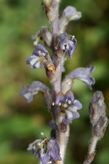 Phelipanche nana