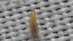 Frankliniella