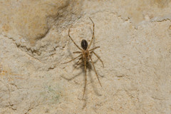 Nesticidae