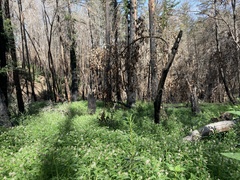 Astragalus agnicidus