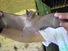 Macrotus waterhousii