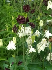 Aquilegia