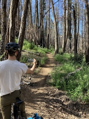 Astragalus agnicidus