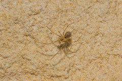 Nesticidae