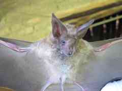 Macrotus waterhousii