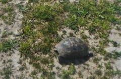 Testudo graeca ibera