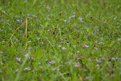 Lythrum flagellare