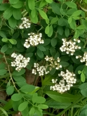 Rosaceae