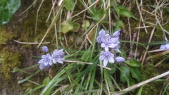 Scilla verna