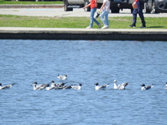 Leucophaeus atricilla