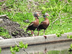 Dendrocygna autumnalis