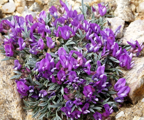 Astragalus spatulatus