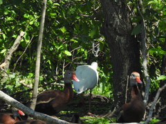 Dendrocygna autumnalis