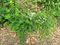 Rosaceae