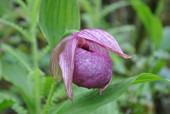 Cypripedium tibeticum