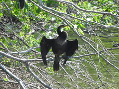 Anhinga anhinga
