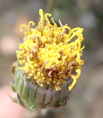 Image of Senecio paniculatus by (c) Nicola van Berkel, some rights reserved (CC BY-SA)