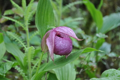 Cypripedium tibeticum