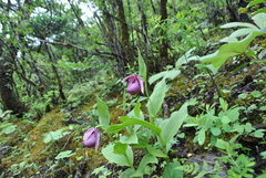 Cypripedium tibeticum