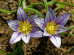 Romulea columnae columnae