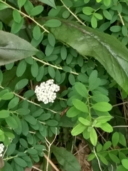 Rosaceae