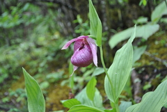 Cypripedium tibeticum