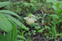 Cypripedium flavum