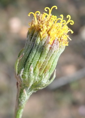 Senecio paniculatus