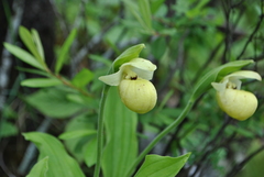 Cypripedium flavum