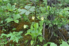 Cypripedium flavum