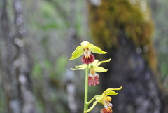 Calanthe tricarinata