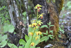Calanthe tricarinata