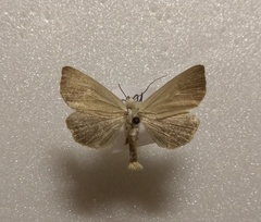 Arenostola phragmitidis