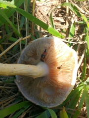 Oxyporus rufus